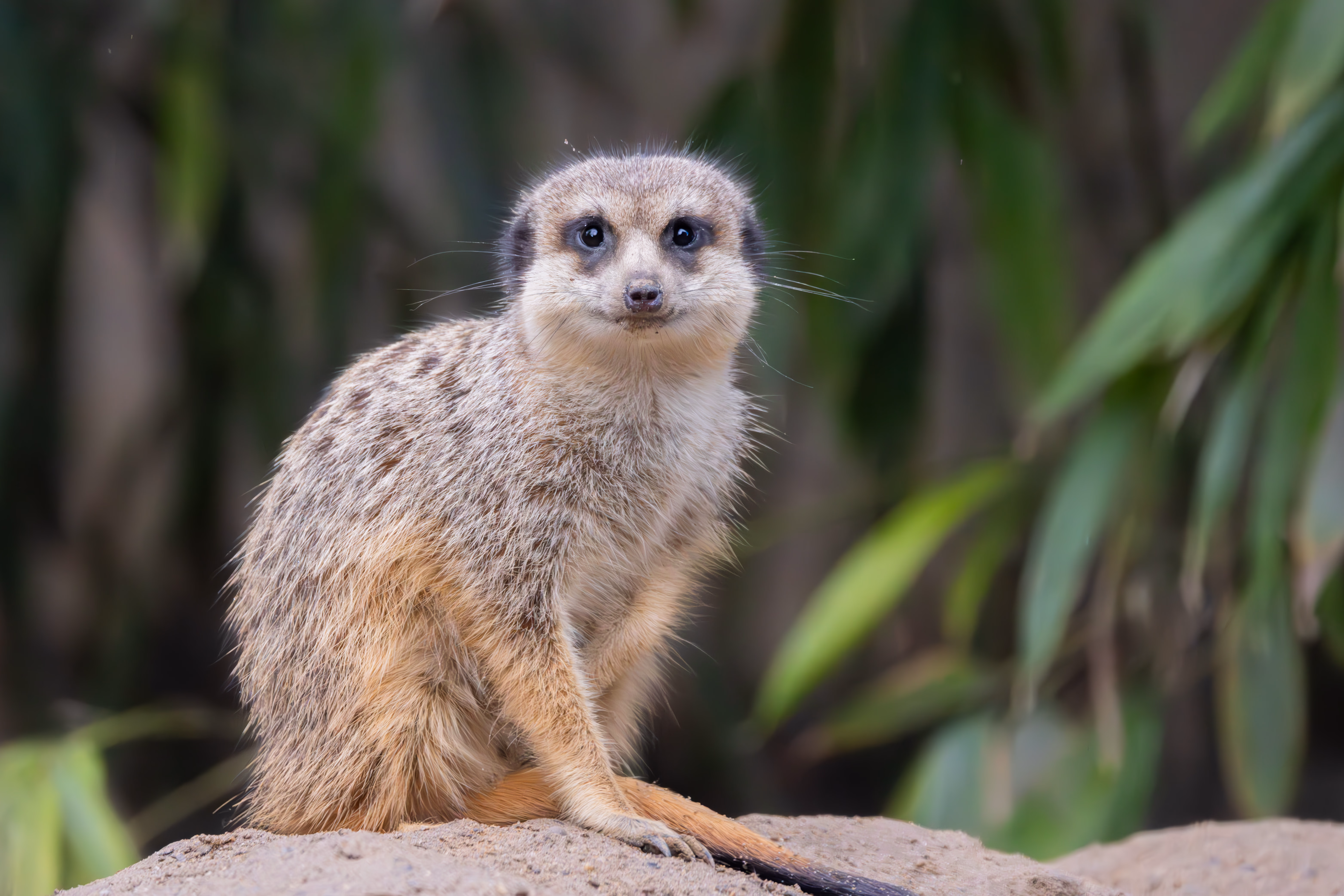 photographie prise au zoo de Mulhouse
